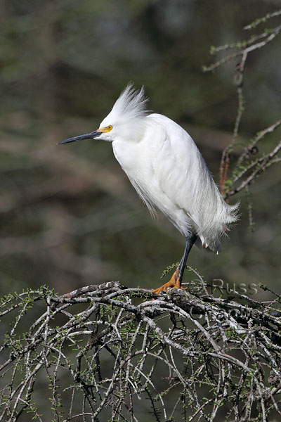 Snowy Egret © Russ Chantler